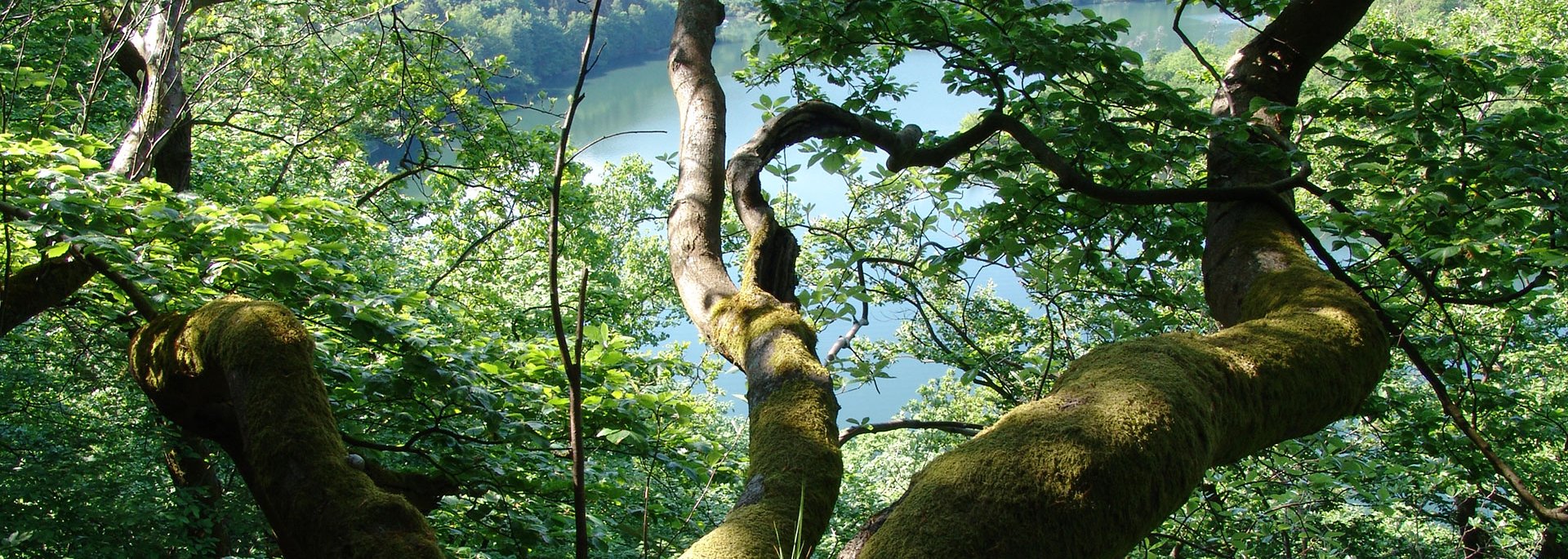 Baum im Nationalpark Kellerwald-Edersee