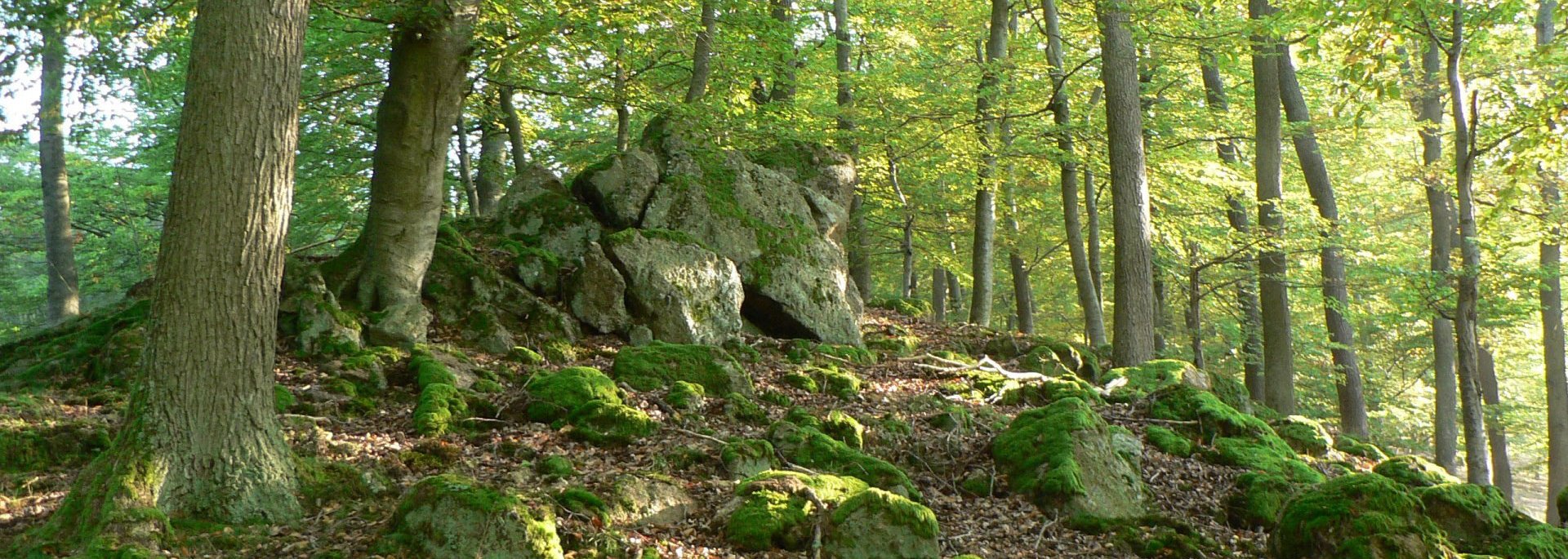 Wald – Nationalpark Kellerwald Edersee